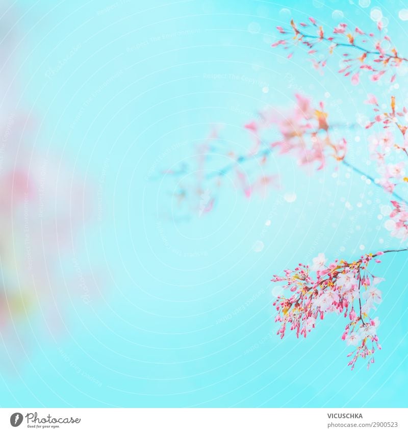 Rosa Frühlingsblüten der Kirsche am Türkisblau Design Garten Natur Pflanze Blume Sträucher Blatt Blüte rosa blossom cherry turquoise Hintergrundbild