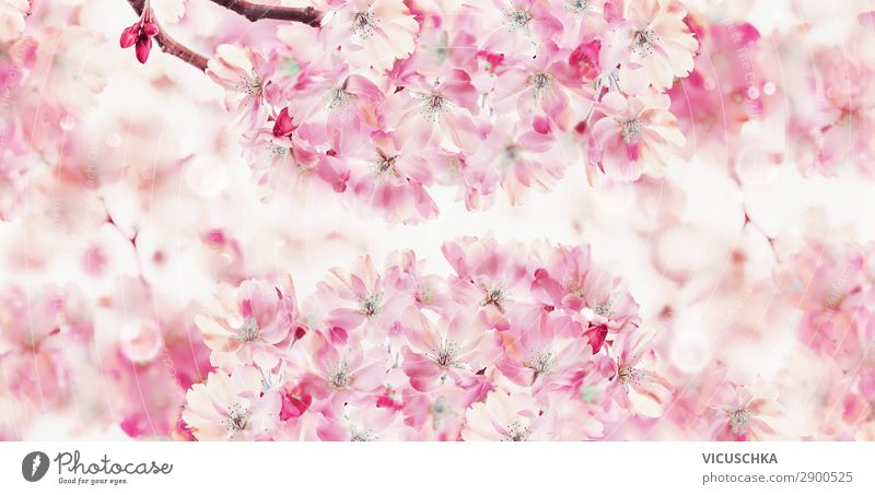 Frühlingsnatur Hintergrund mit rosa Blüte von Kirschbäumen Design Garten Natur Sonnenlicht schlechtes Wetter Blume Blatt Park Fahne weiß Hintergrundbild blossom