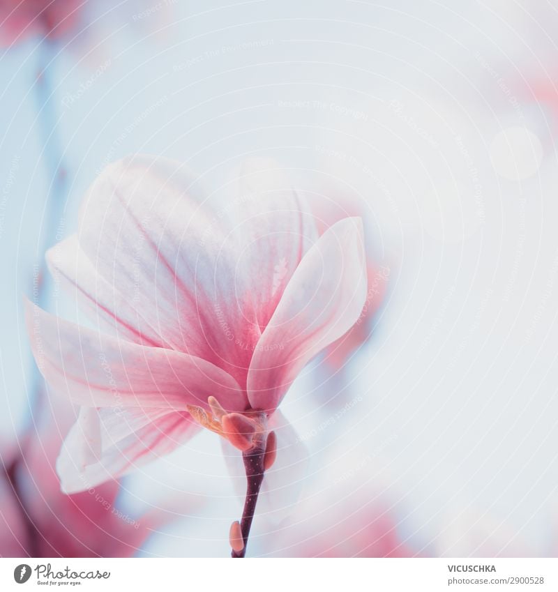 Nahaufnahme einer schönen Magnolienblüte. Blüte im Frühling. Frühlingshintergrund abschließen lieblich Blütezeit Hintergrund Design Blütenknospen Botanik