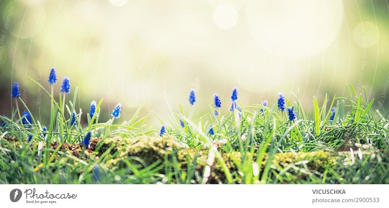 Wilde Hyazinthen im Sonnenlicht auf einer Waldlichtung. Frühlingsnatur-Hintergrund. Frühling im Freien wild Waldwiese Naturhintergrund Blume Traube Garten Farbe