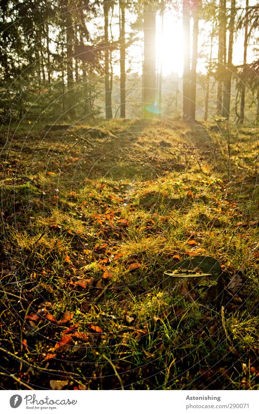 im Wald Umwelt Natur Landschaft Pflanze Erde Luft Himmel Horizont Sonne Sonnenaufgang Sonnenuntergang Sonnenlicht Herbst Wetter Schönes Wetter Wärme Baum Gras