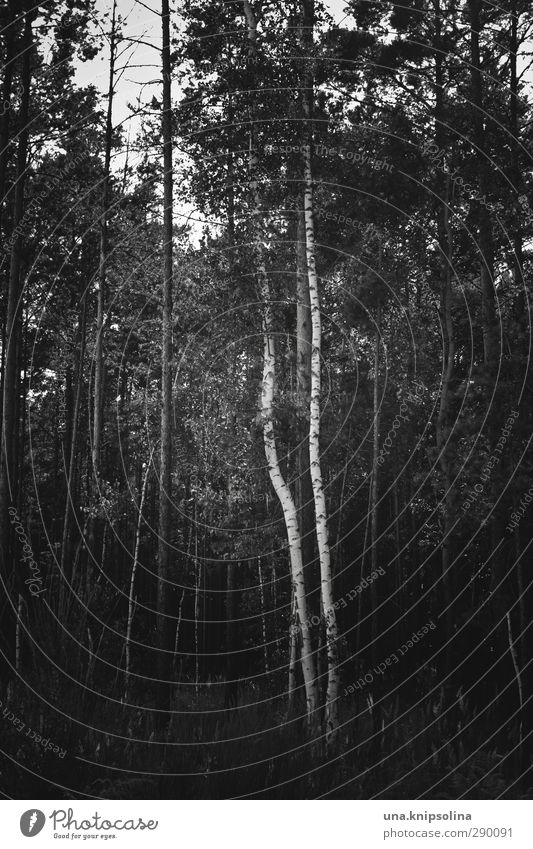 \| Umwelt Natur Landschaft Baum Baumstamm Birke Wald stehen Wachstum dunkel natürlich Geometrie Schwarzweißfoto Außenaufnahme Menschenleer Zentralperspektive