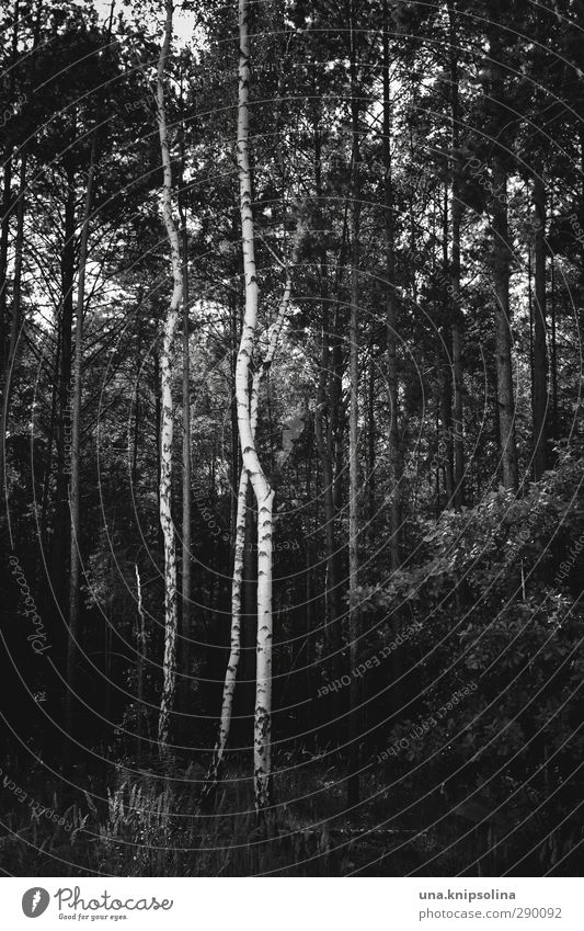 IX Umwelt Natur Landschaft Baum Baumstamm Birke Wald stehen Wachstum dunkel natürlich Geometrie Schwarzweißfoto Außenaufnahme Menschenleer Zentralperspektive