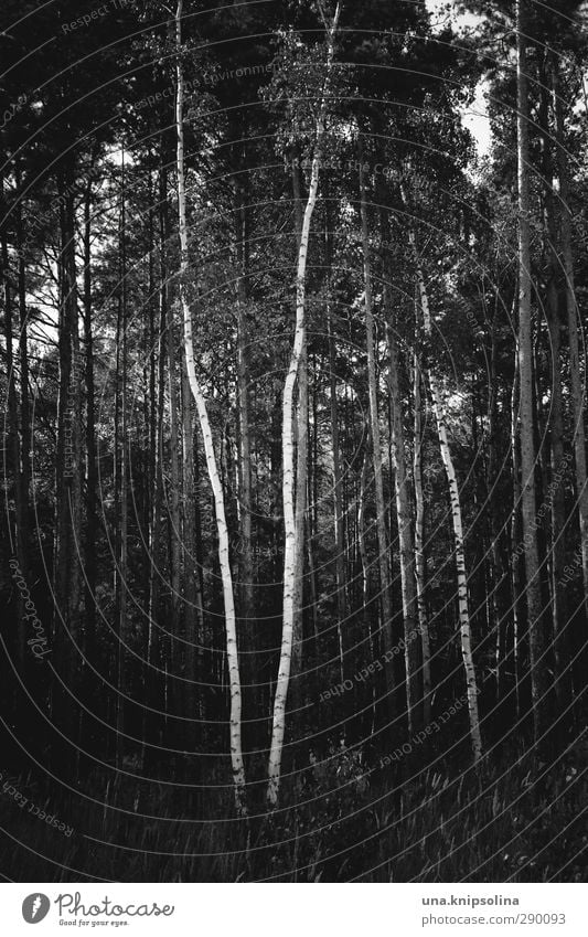 \/ Natur Landschaft Baum Baumstamm Birke Wald stehen Wachstum dunkel natürlich Geometrie Schwarzweißfoto Außenaufnahme Menschenleer Zentralperspektive