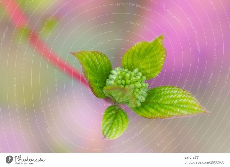 roter Hartriegel Umwelt Natur Tier Frühling Pflanze Sträucher Blatt Zweig Blütenknospen Wachstum frisch grün violett Beginn Farbe Hoffnung Wandel & Veränderung