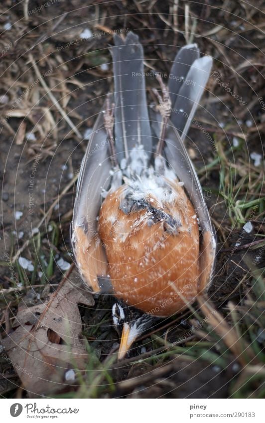 gefunden Umwelt Natur Schnee Schneefall Gras Tier Vogel 1 kalt grau grün orange Tod Schnabel Federn gefallen tot Flügel Körper Totes Tier Farbfoto