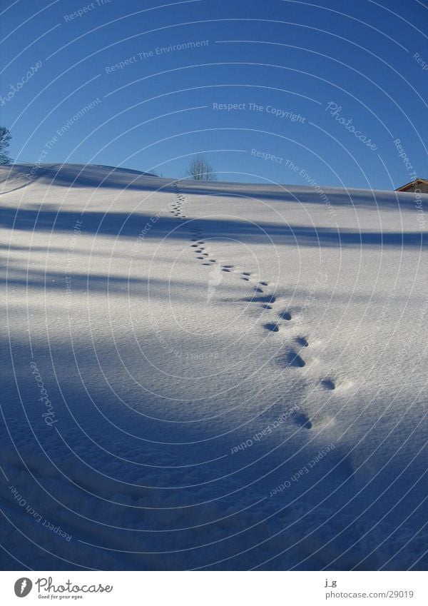 Spuren im Schnee Winter Hügel Wintertag Berghang kalt Berge u. Gebirge reither kogel tirol weiß Wege & Pfade