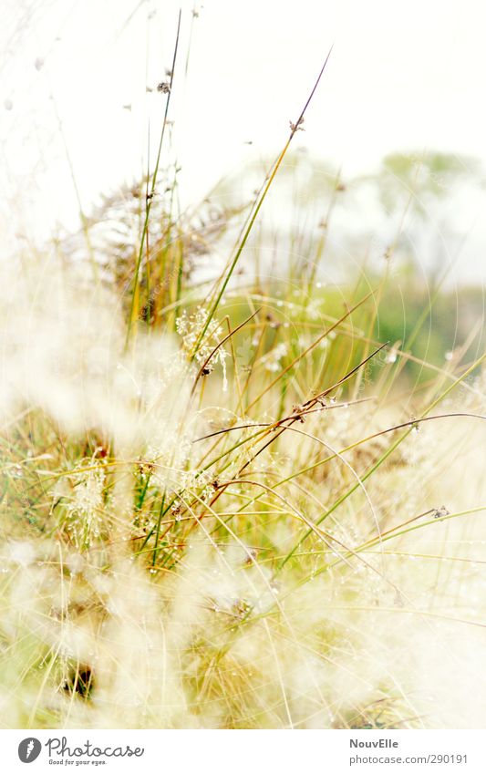 Stay quiet. Umwelt Natur Landschaft Tier Herbst Nebel Regen Pflanze Gras Sträucher Grünpflanze Wildpflanze Feld Traurigkeit Trauer Tod Schottland Farbfoto