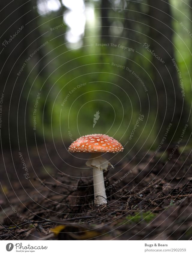Wer steht denn da im Wald? Natur Landschaft Pflanze ästhetisch Pilz Pilzhut Fliegenpilz Gift ungenießbar gefährlich Waldboden Boden Alaska Schirm gepunktet