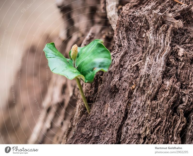 Ein kleiner Keimling der Rotbuche. Natur Pflanze Frühling Baum Buche Wachstum grün Trieb Blatt Pflanzenteile Baumstumpf Jahreszeiten Wald Farbfoto