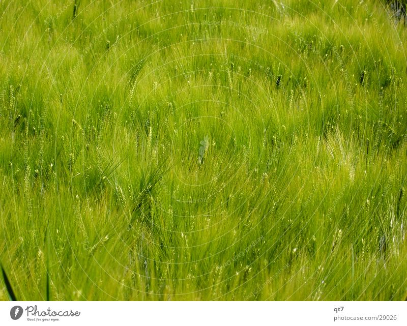 UrBrot Feld grün Gerste Gras Sommer heiß Wachstum Ernährung Mehl Futter Getreide Lebensmittel