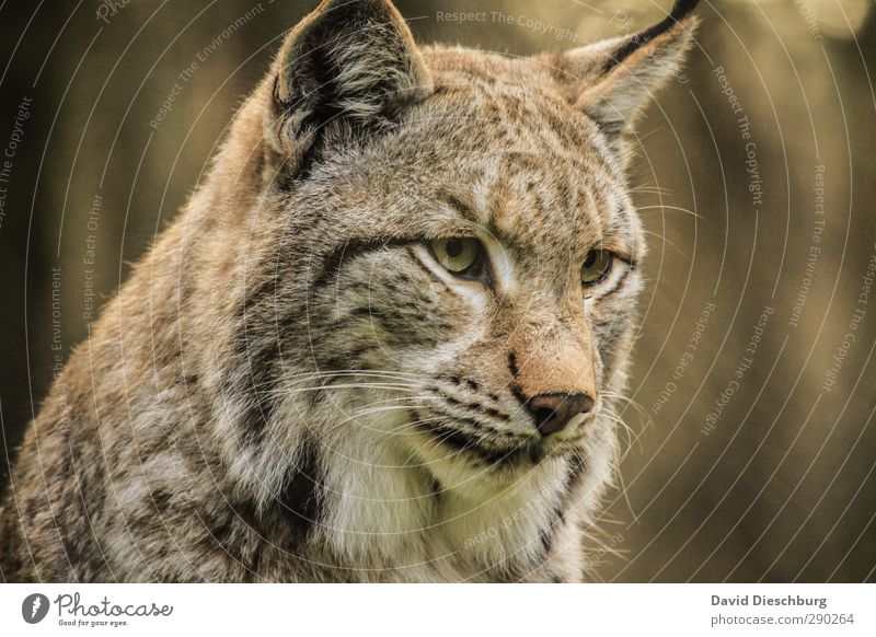 Luchs(uriös) Natur Schönes Wetter Tier Wildtier Katze Tiergesicht Fell 1 braun gelb gold schwarz weiß Wildpark Wachsamkeit Blick schön Schnurrhaar Konzentration