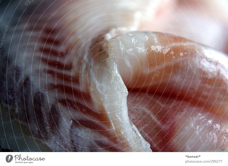 mittagsfisch Lebensmittel Fisch Ernährung Sushi Gesunde Ernährung Angeln Totes Tier Duft frisch Gesundheit kalt lecker natürlich saftig Vorfreude Tod