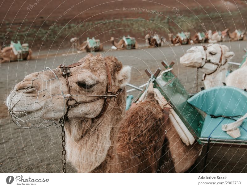 Kamele ruhen in der Nähe von Hügeln Sattel Landschaft Ferien & Urlaub & Reisen Himmel Wolken Lanzarote Spanien Herde Karavane lügen Boden Berghang Natur
