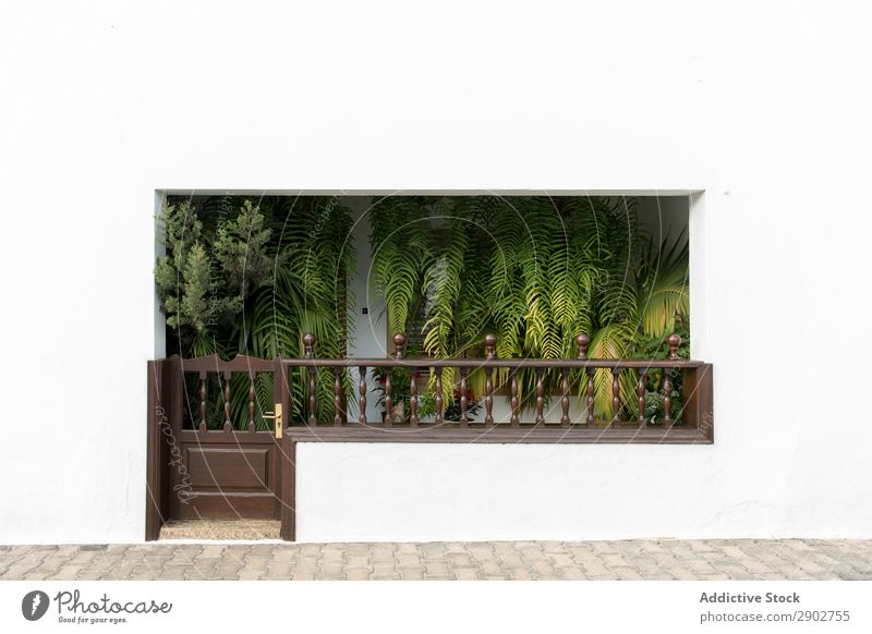 Grünpflanzen im Weißen Haus Pflanze Terrasse Hauseingang Blatt grün weiß Wand Lanzarote Spanien Sauberkeit Tor Wachstum tropisch exotisch organisch natürlich