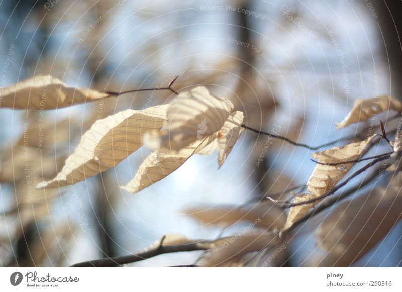 Birke Umwelt Natur Pflanze Wetter Wind Baum Blatt Wald blau gelb schwarz Schlag durchsichtig unverhüllt Zweig Ast Farbfoto Gedeckte Farben Außenaufnahme