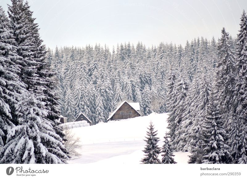 Schwarzwaldidylle Natur Landschaft Winter Schönes Wetter Schnee Wald Haus Bauernhof Landwirtschaft hell kalt schön weiß Stimmung Lebensfreude Geborgenheit ruhig