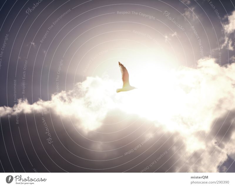 Himmelsvogel. Kunst ästhetisch Zufriedenheit Luft fliegen Vogel Vogelperspektive Vogelflug Möwe Küste Himmel (Jenseits) Leichtigkeit Wolken Sonnenlicht