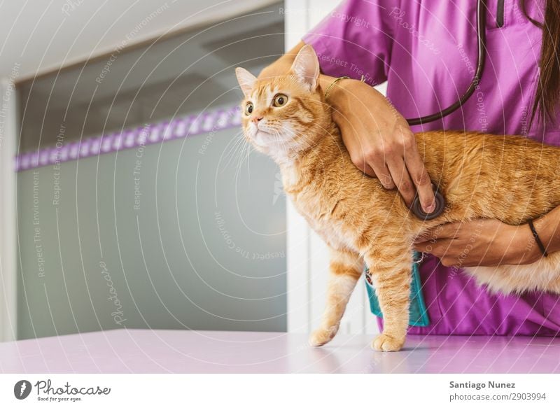 Der Tierarzt macht eine Untersuchung einer süßen, schönen Katze. Veterinär Klinik Arzt Krankenschwester Gesundheit Haustier Uniform professionell