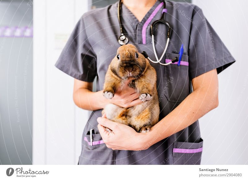 Der Tierarzt führt eine Untersuchung eines Kaninchens durch. Veterinär Maus Coney Hase & Kaninchen Cony Porträt Hand Klinik Arzt Krankenschwester Gesundheit