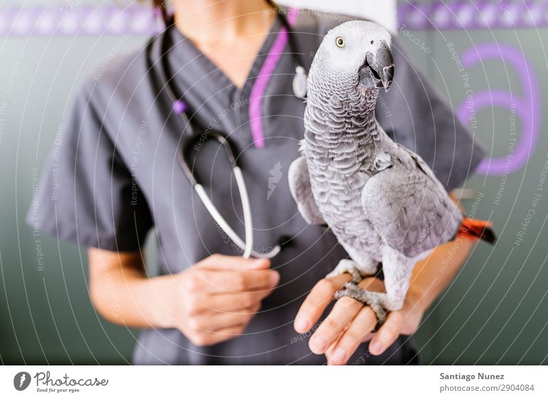 Der Tierarzt führt eine Untersuchung eines Papageis durch. Veterinär Vogel Porträt exotisch Hand Klinik Arzt Krankenschwester Gesundheit Haustier Uniform