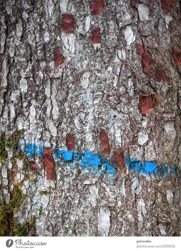unterbesetzt | unterbesetztzeichen Natur Pflanze Baum Wald Holz Zeichen Schilder & Markierungen Streifen Schnur entdecken Kommunizieren bizarr Ende Farbe planen