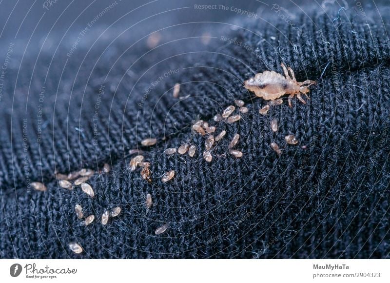 Makro von männlicher und weiblicher kauender Laus Körper Medikament Kind Mensch Natur Tier Mikroskop klein Sauberkeit wild gefährlich Insekt Biologie Wanze