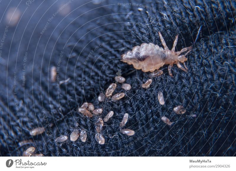 Makro von männlicher und weiblicher kauender Laus Körper Medikament Kind Mensch Natur Tier Mikroskop klein Sauberkeit wild gefährlich Insekt Biologie Wanze