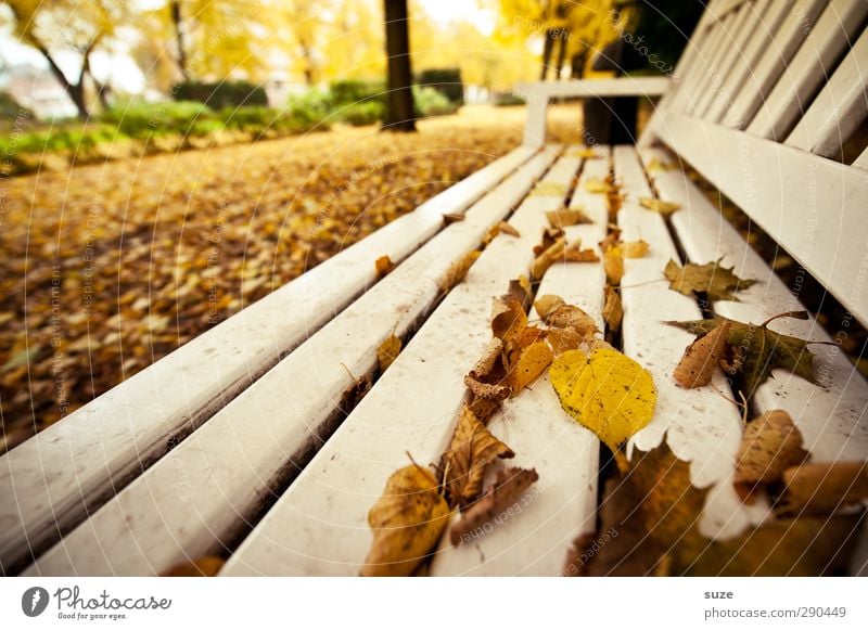 Unterbesetzt | Nehmen Sie Platz Umwelt Natur Herbst Wetter Stadtrand Park Holz authentisch schön gelb weiß Einsamkeit Pause ruhig Herbstlaub herbstlich