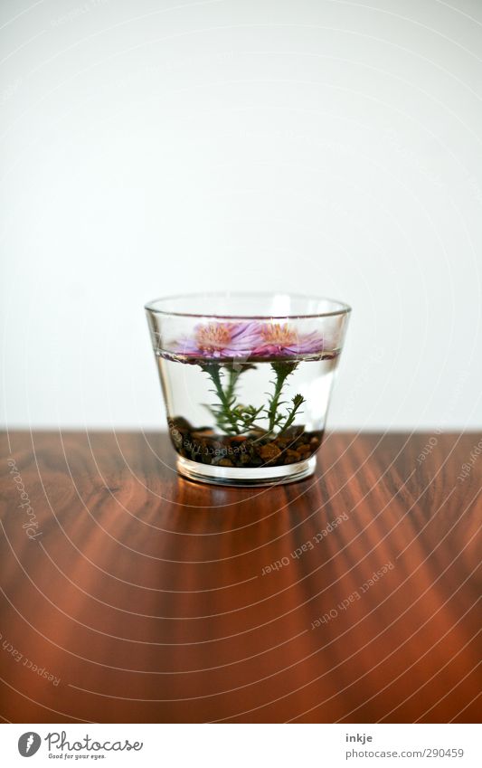 blühend, rosa, nass Tisch Wasser Dekoration & Verzierung Vase glasvase Holz Glas Blühend einfach schön braun weiß rein Wachstum Farbfoto Innenaufnahme