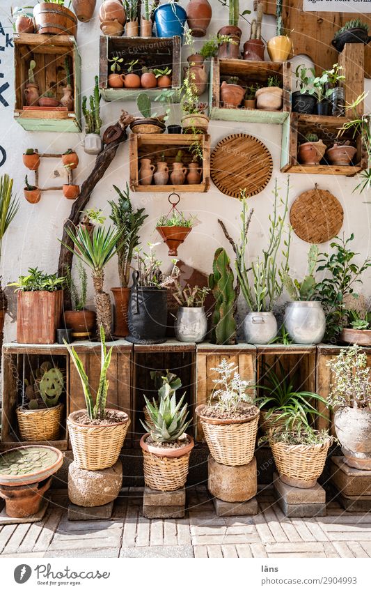 Urban Gardening - Innenhof Lifestyle Dekoration & Verzierung Pflanze Essaouira Marokko Afrika Stadt Altstadt Menschenleer Haus Mauer Wand Fassade Zusammensein