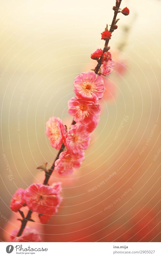 _ Umwelt Natur Pflanze Frühling Sommer Blume Sträucher Blüte ästhetisch Duft schön feminin rosa Farbe Misserfolg Optimismus rein unschuldig Frühlingsblume