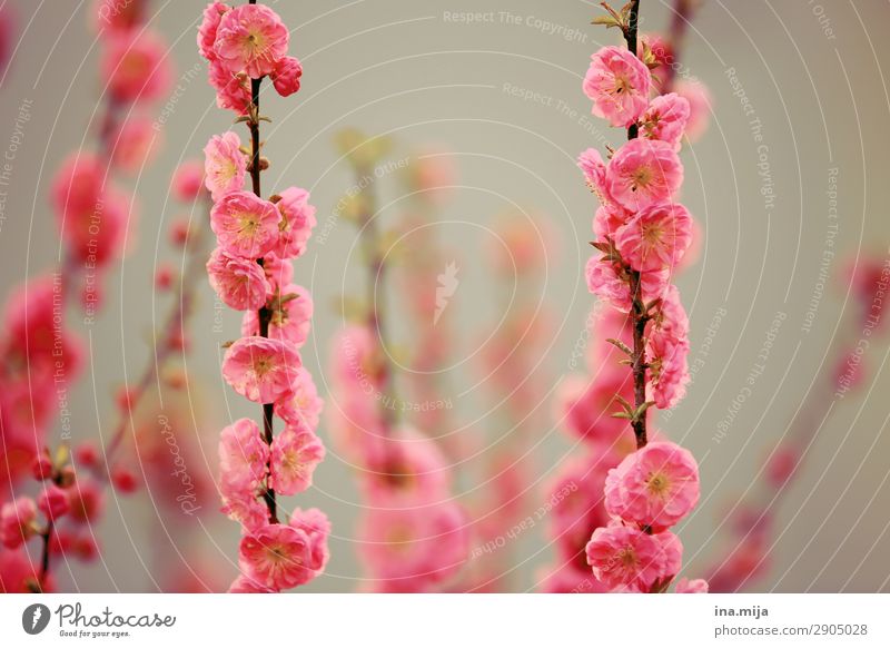 _ Umwelt Natur Pflanze Frühling Sommer Blume Sträucher Rose Garten ästhetisch Duft rosa elegant Hoffnung Idylle Optimismus rein Religion & Glaube schön Wachstum