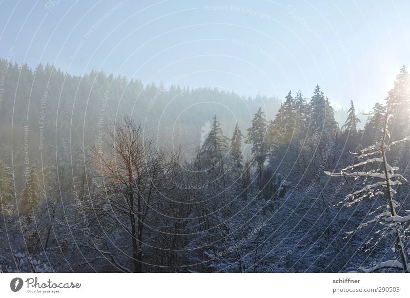 Baumloben Umwelt Natur Landschaft Pflanze Wolkenloser Himmel Sonnenlicht Winter Wald Hügel Berge u. Gebirge kalt Berghang Tanne Eis Schnee Frost Ast