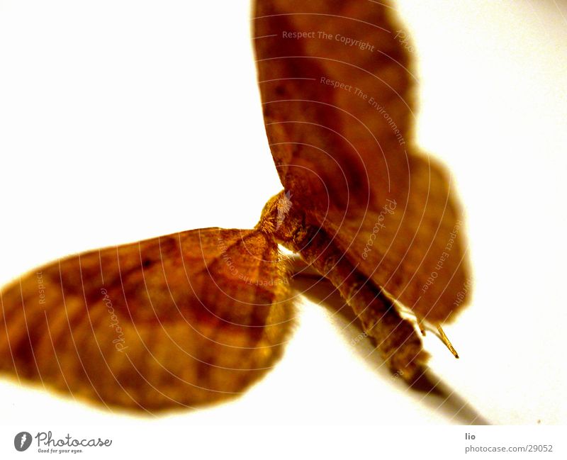 ausgeflogen Insekt Schmetterling Tod Sammlung Flügel