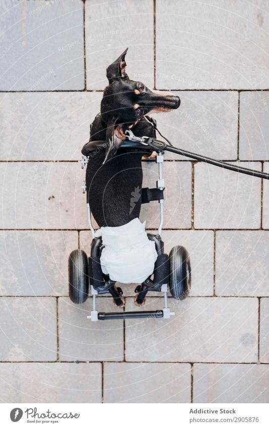 Hund mit Rollstuhl auf der Straße gelähmt Behinderte Dackel laufen deaktiviert physisch Erholung Medikament ungültig Krankheit heimisch Haustier Tier Aufschlag