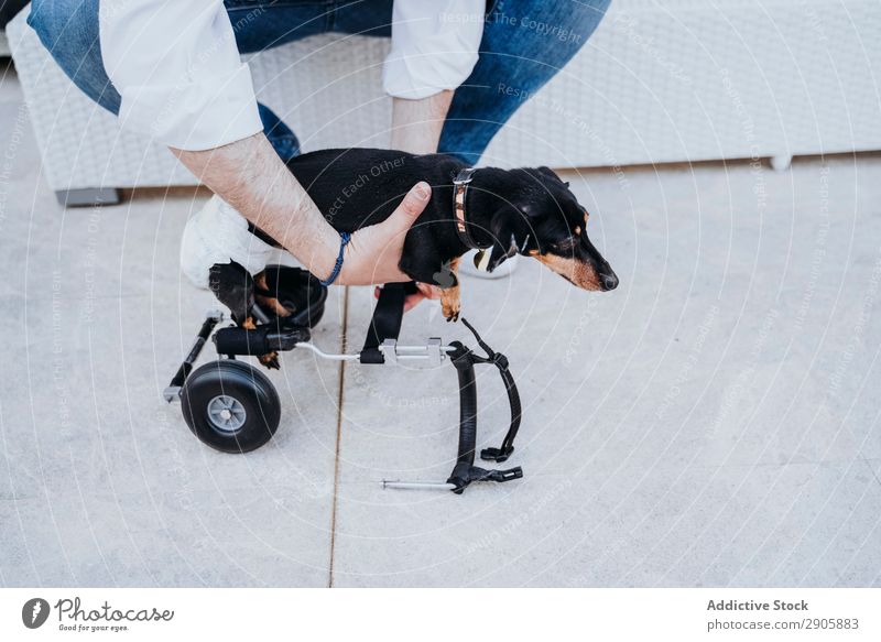 Mann, der den Rollstuhl am Hund befestigt. gelähmt Behinderte Dackel Fixierung deaktiviert physisch Erholung Medikament ungültig Krankheit heimisch Haustier