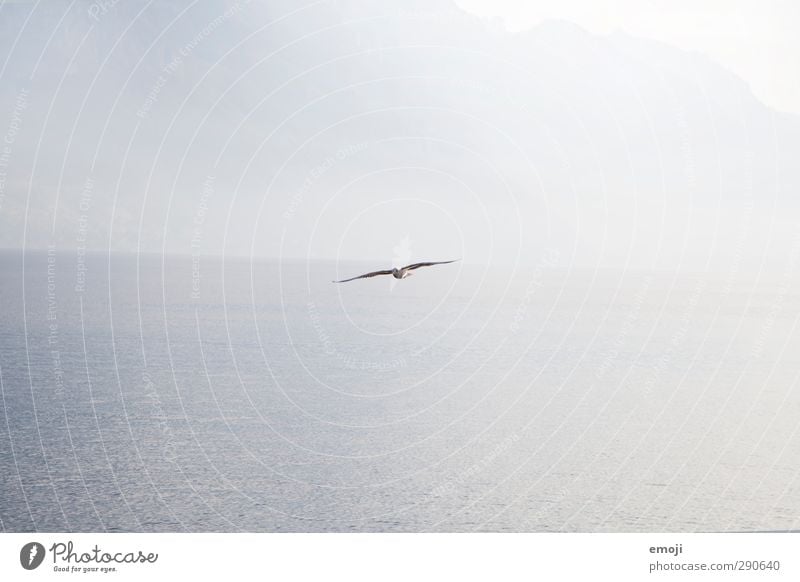 freedom Umwelt Natur Luft Wasser Himmel Wolkenloser Himmel Nordsee Ostsee Meer See Tier Vogel 1 hell blau Möwe Ferne Freiheit Farbfoto Gedeckte Farben