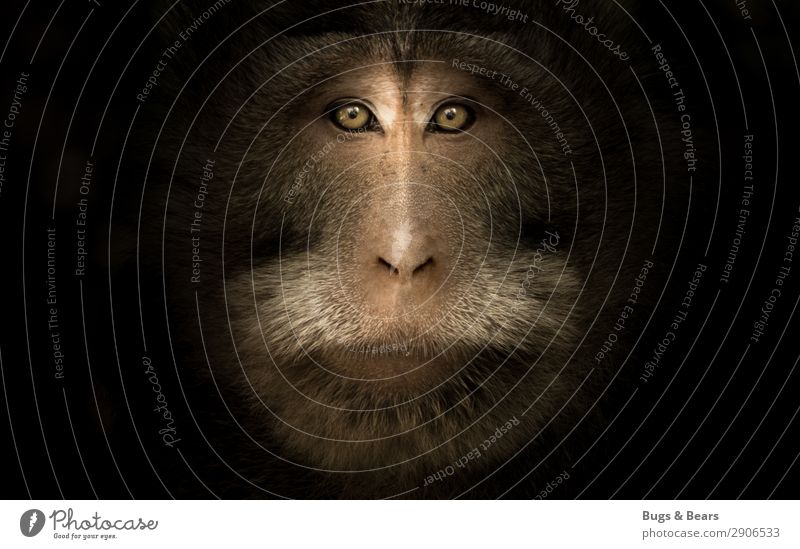 Makakenportrait Tier Wildtier Tiergesicht 1 Aggression ästhetisch bedrohlich wild braun Willensstärke Macht Mut Vertrauen Natur Affen Auge dunkel nah stark
