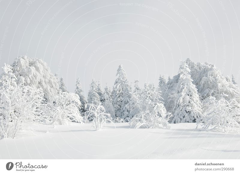 Schneeschuhe anziehen und los geht's Ferien & Urlaub & Reisen Winter Winterurlaub Natur Landschaft Klima Eis Frost Wald hell Schwarzwald Gedeckte Farben