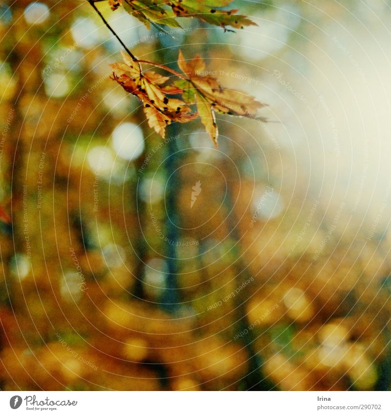 Russia | Zemlya Leoparda wandern Natur Pflanze Baum Blatt Wildpflanze Ahorn Ahornblatt Wald Russland Erholung Umwelt Vergänglichkeit analog Unschärfe Herbst