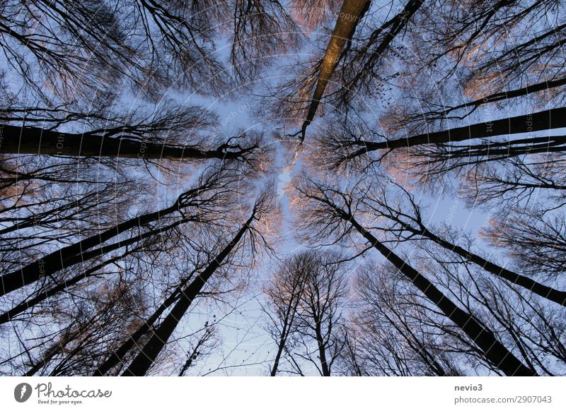 Kahle Bäume Natur Herbst Winter Baum alt dunkel gigantisch groß hoch nachhaltig Spitze Wald Waldlichtung Waldrand Höhe aufwärts Waldarbeit Forstwirtschaft