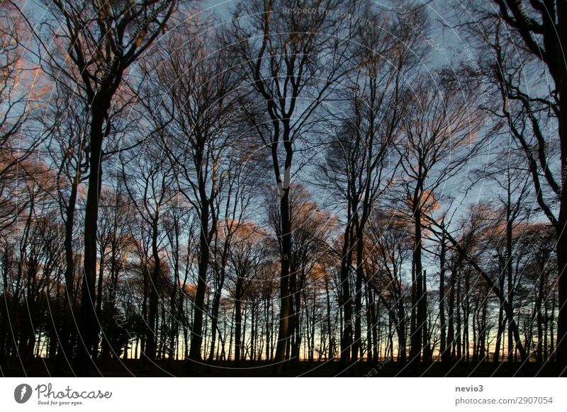 Kahle Bäume Natur Baum Wald alt dunkel Waldlichtung Waldrand Forstwirtschaft Forstwald Silhouette schwarz Sonnenuntergang Abend Abenddämmerung Wärme