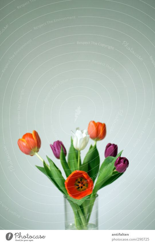Ein bunter Strauß drinnen gegen das triste Grau draußen! Tulpe Blatt Blüte Dekoration & Verzierung Blumenvase Vase Blumenstrauß Glas Blühend Fröhlichkeit