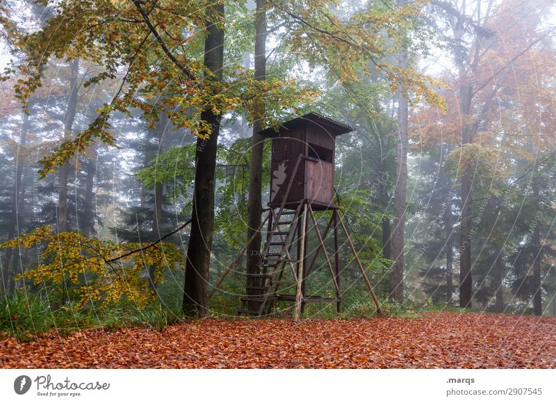 Hochsitz Förster Landwirtschaft Forstwirtschaft Umwelt Natur Herbst Nebel Baum Wald Stimmung Idylle nachhaltig Farbfoto Außenaufnahme Menschenleer