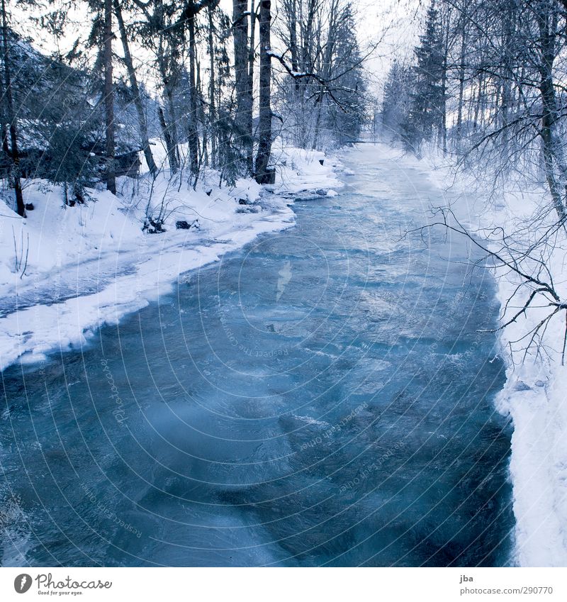 frozen II Erholung ruhig Winter Schnee Umwelt Natur Urelemente Eis Frost Baum Tanne Ast Wald Bach Saanenland dünn eckig fest kalt nass blau weiß bedrohlich