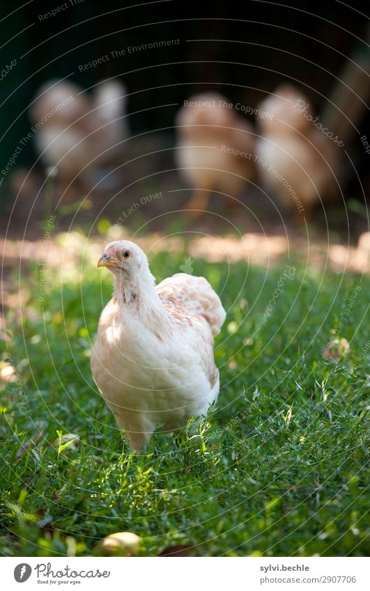 jugendliche Hennen IV huhn hühner henne hennen junghennen küken brut brüten naturbrut gras braun grün natürlich gesund tierlieb tierliebe glücklich leben