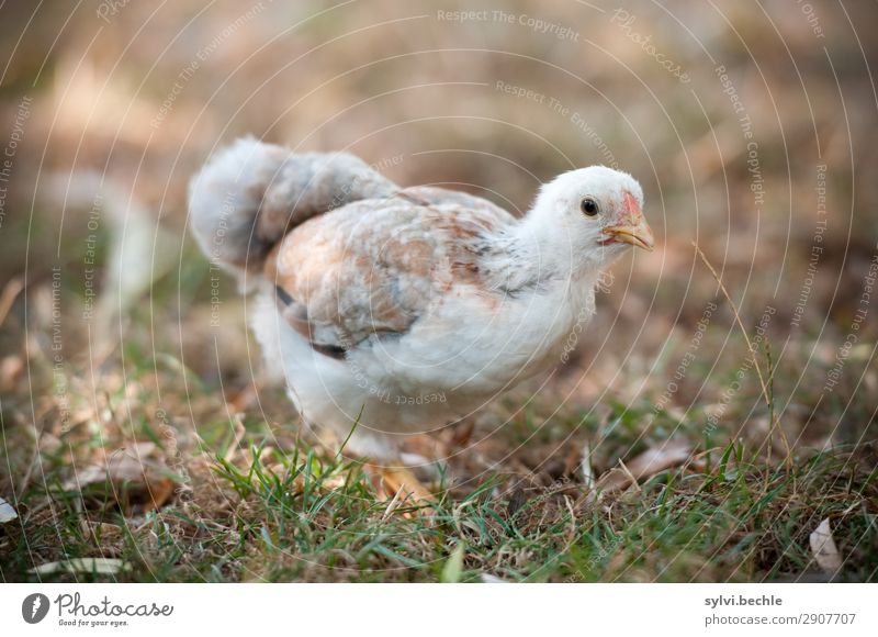 jugendliche Henne huhn hühner henne hennen junghennen küken brut brüten naturbrut gras braun grün natürlich gesund tierlieb tierliebe glücklich leben haushuhn