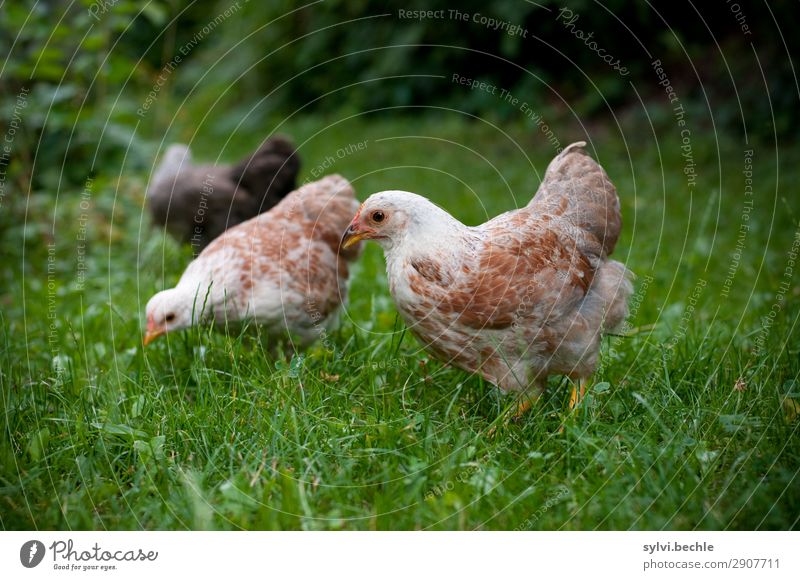 jugendliche Hennen huhn hühner henne hennen junghennen küken brut brüten naturbrut gras braun grün natürlich gesund tierlieb tierliebe glücklich leben haushuhn