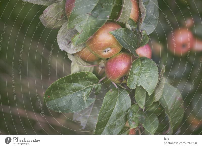 äpfel Umwelt Natur Pflanze Baum Blatt Nutzpflanze Apfelbaum Frucht natürlich Farbfoto Außenaufnahme Menschenleer Textfreiraum links Tag